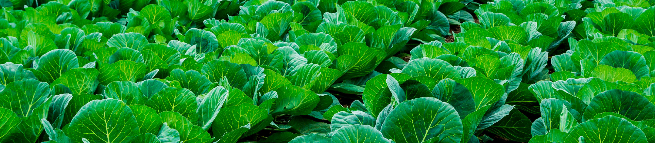 野菜畑