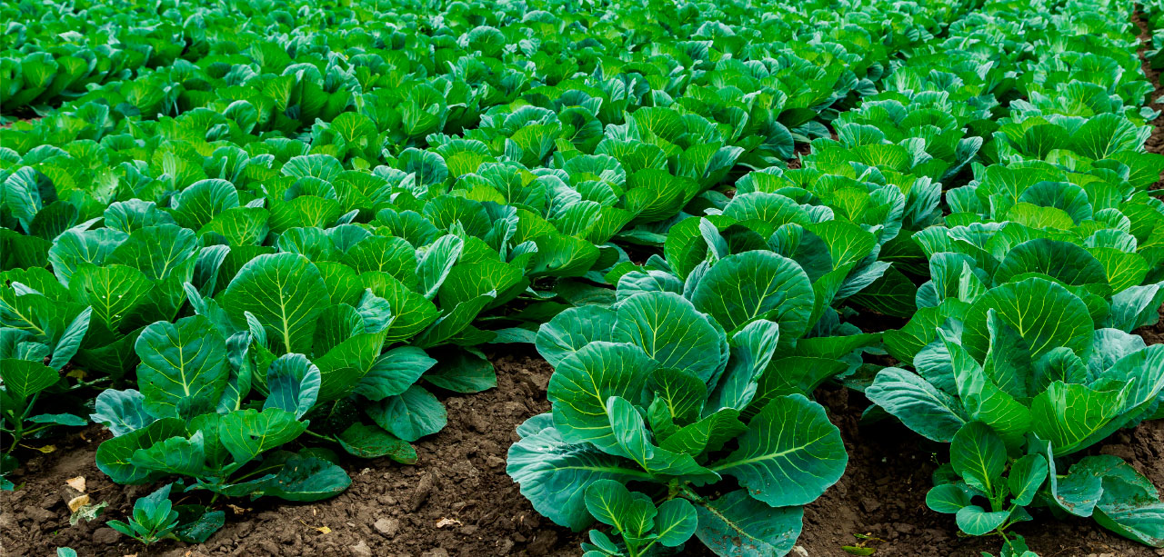 野菜畑のイメージ